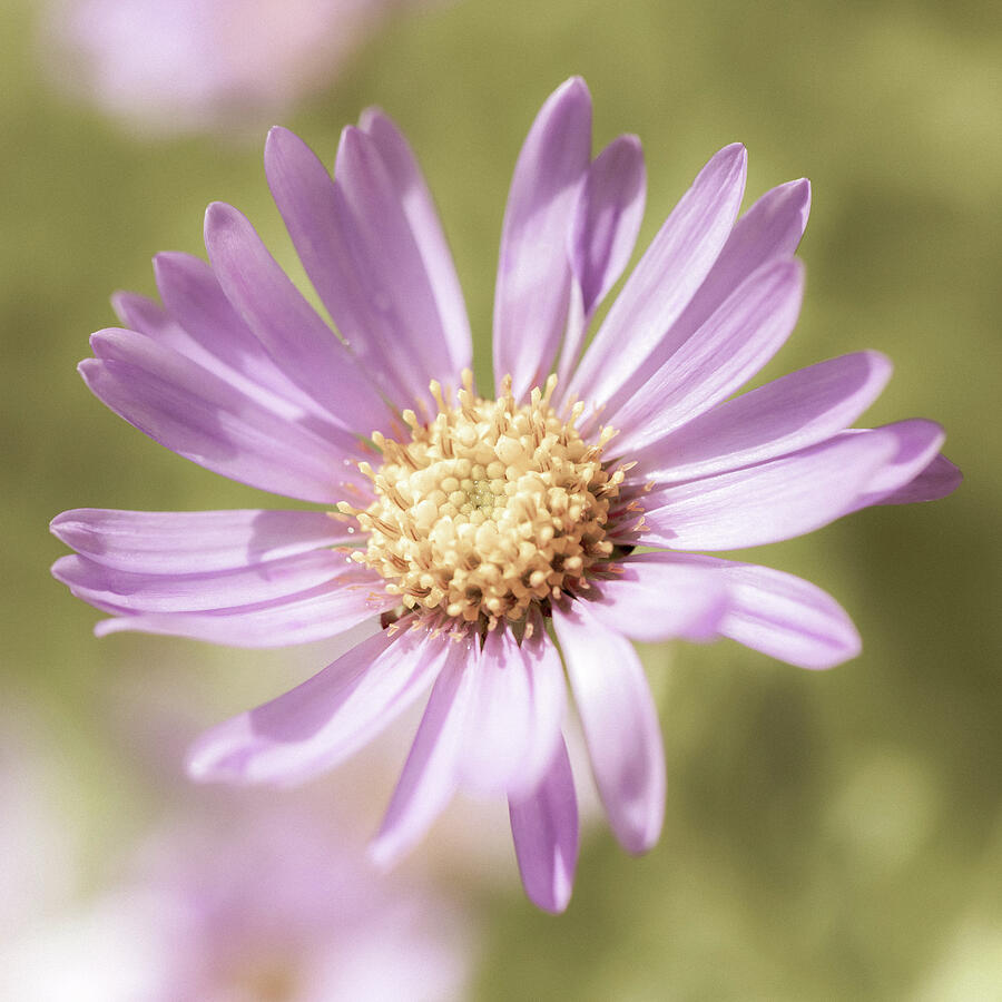 Aster Flower Vintage Square Photograph by Tanya C Smith