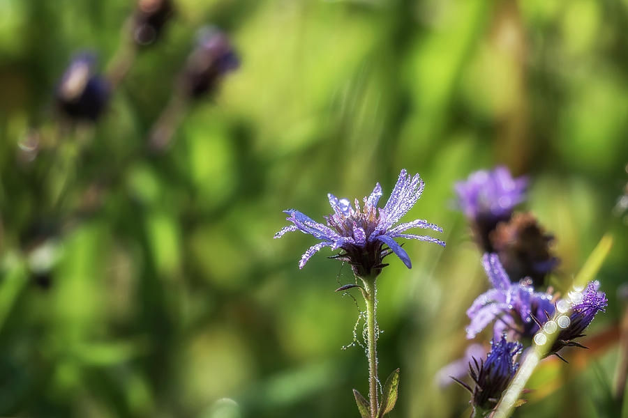 Aster Flower with Morning Dew Photograph by Belinda Greb