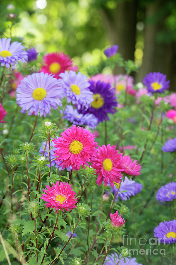 Aster Flowers in an English Garden flower Border Photograph by Tim Gainey