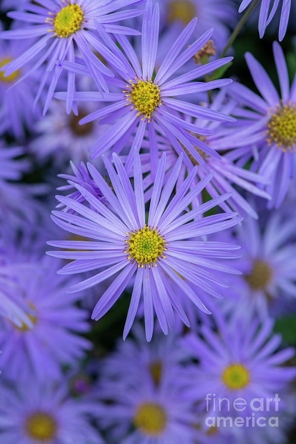 Aster Frikartii Monch Flower in Autumn Photograph by Tim Gainey