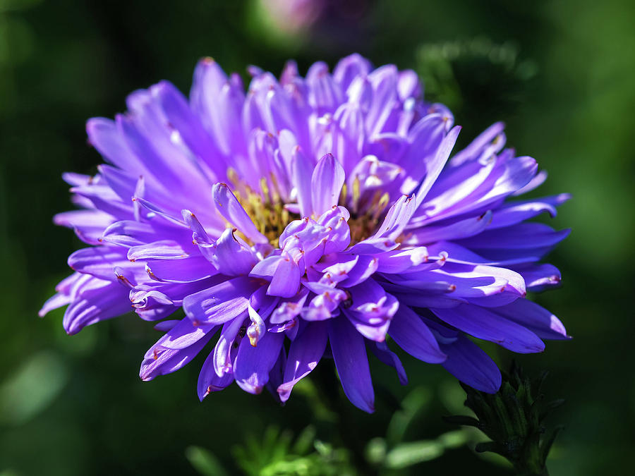 Aster novi-belgii 'Ada Ballard' Photograph by Angie C | Fine Art America