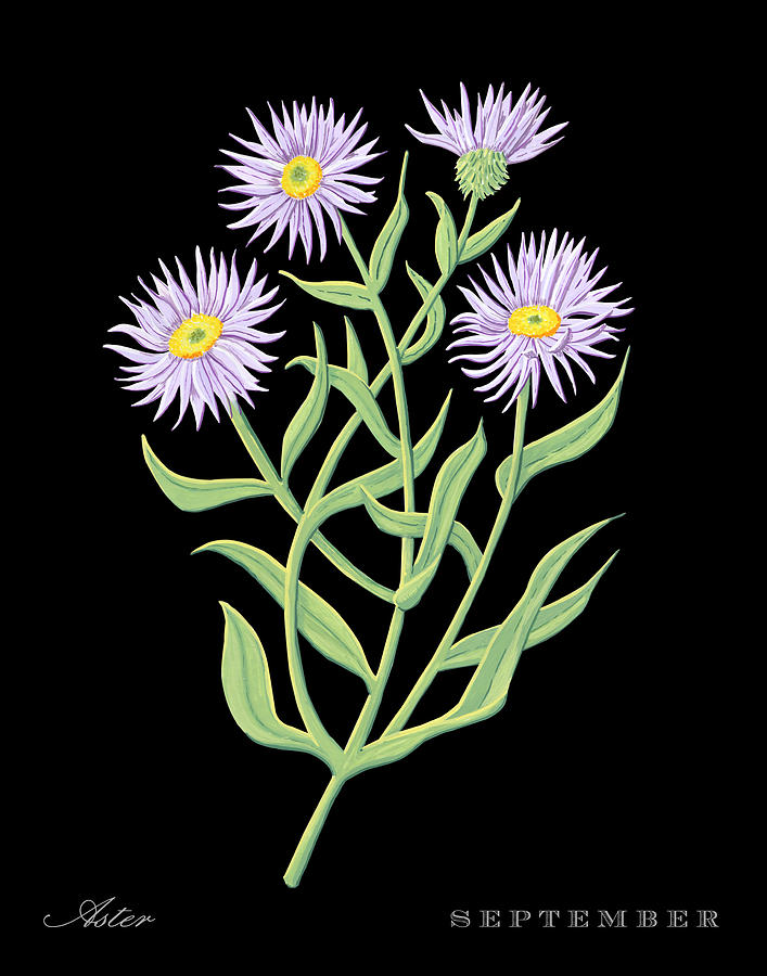 Aster September Birth Month Flower Botanical Print on Black - Art by Jen Montgomery Painting by Jen Montgomery