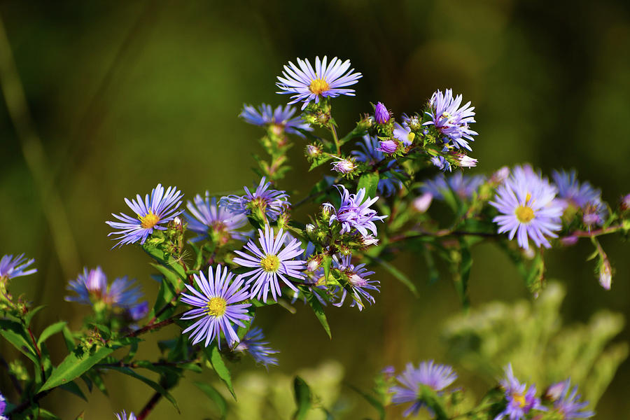 Aster Photograph by Shelley Smith - Fine Art America