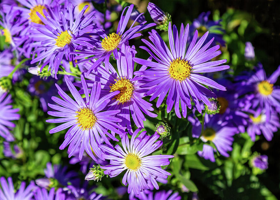 Aster stars Photograph by Shirley Mitchell