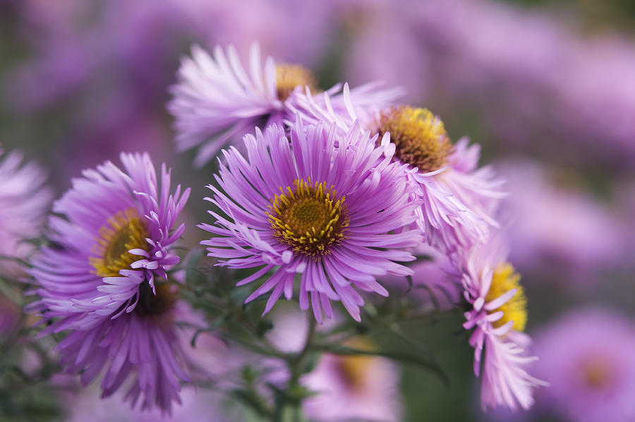 Aster Photograph by Stockcam