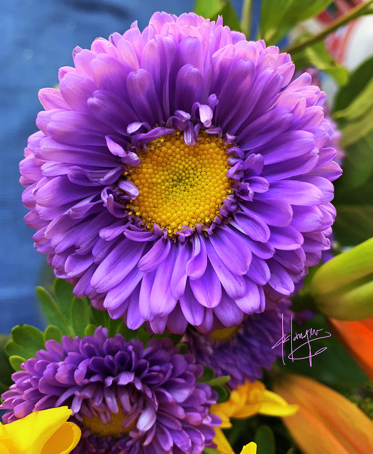 Aster Tataricus Photograph by DC Langer