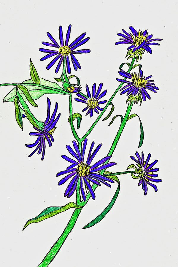 Aster Wildflowers Drawing by Karen Nice-Webb