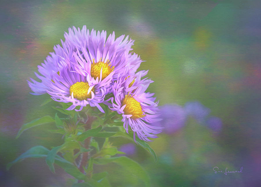Aster with special effects Photograph by Sue Leonard