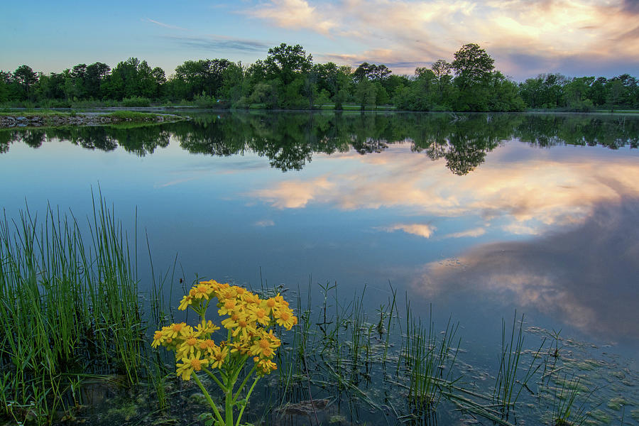 Asters at the Lake Photograph by Steve Stuller