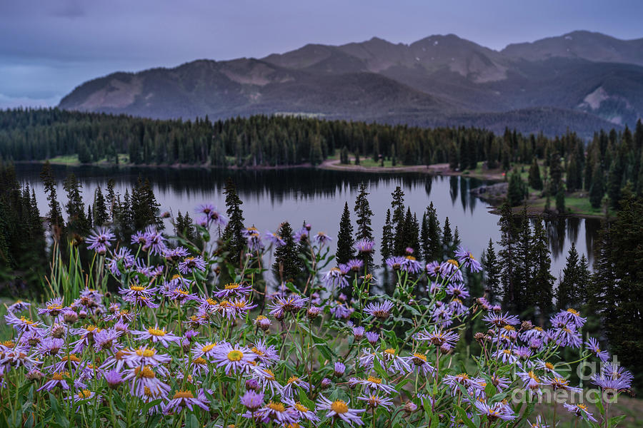 Asters Blooming Above Lake Irwin Photograph by Priscilla Burgers