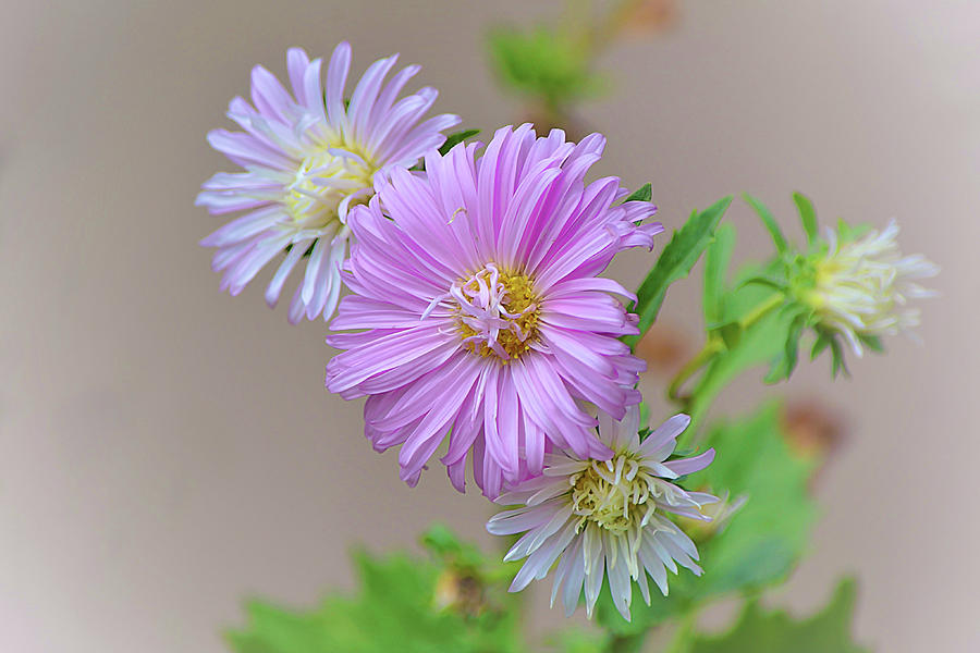 Asters Softly Blooming Photograph
