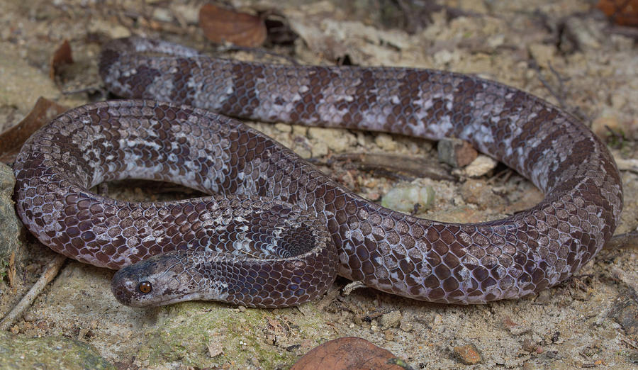 Asthenodipsas malaccana, Malayan slug snake Photograph by Nenad ...