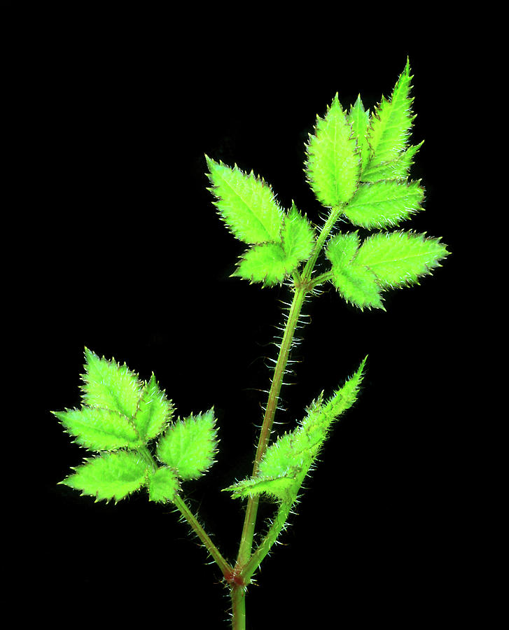 Astilbe leaves in spring Photograph by Carolyn Derstine