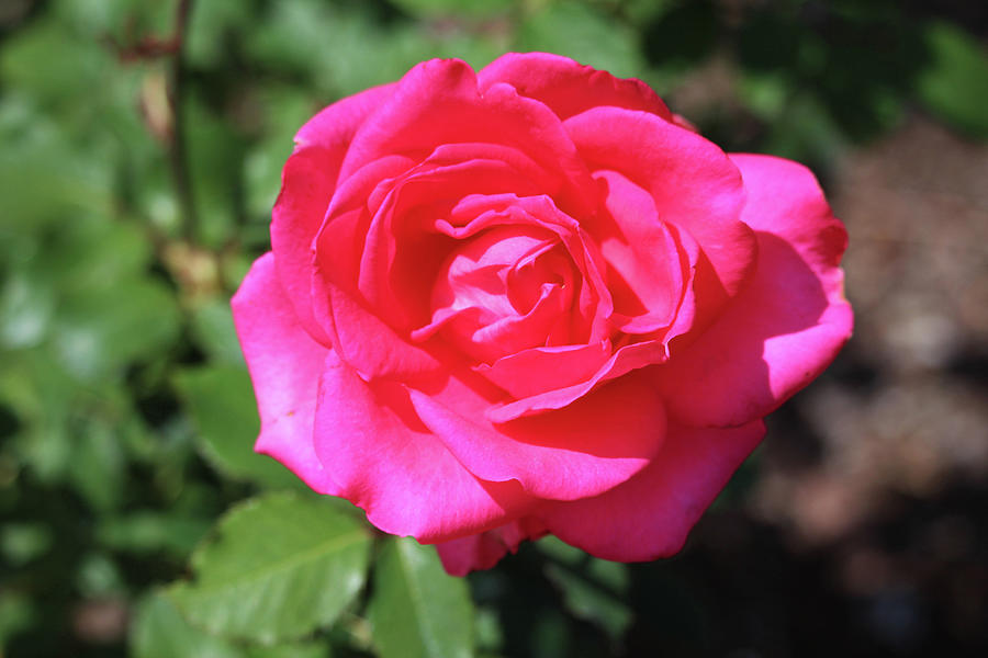 Astounding Glory Rose Photograph by Cynthia Guinn