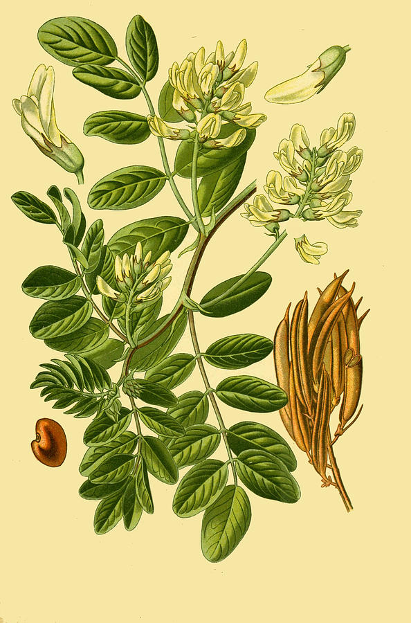 Astragalus glycyphyllos Drawing by Otto Wilhelm Thome