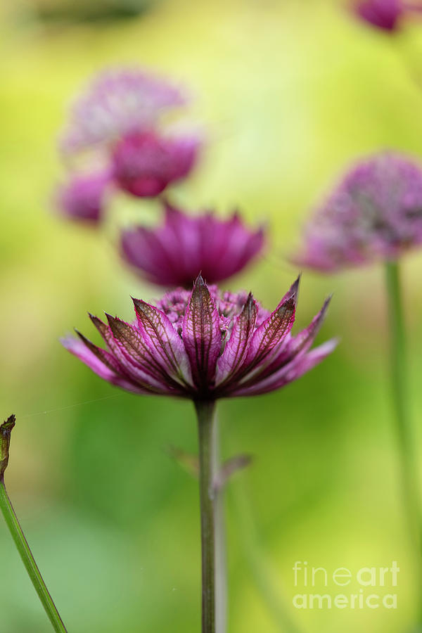 Astrantia Major Claret Flower Photograph by Tim Gainey