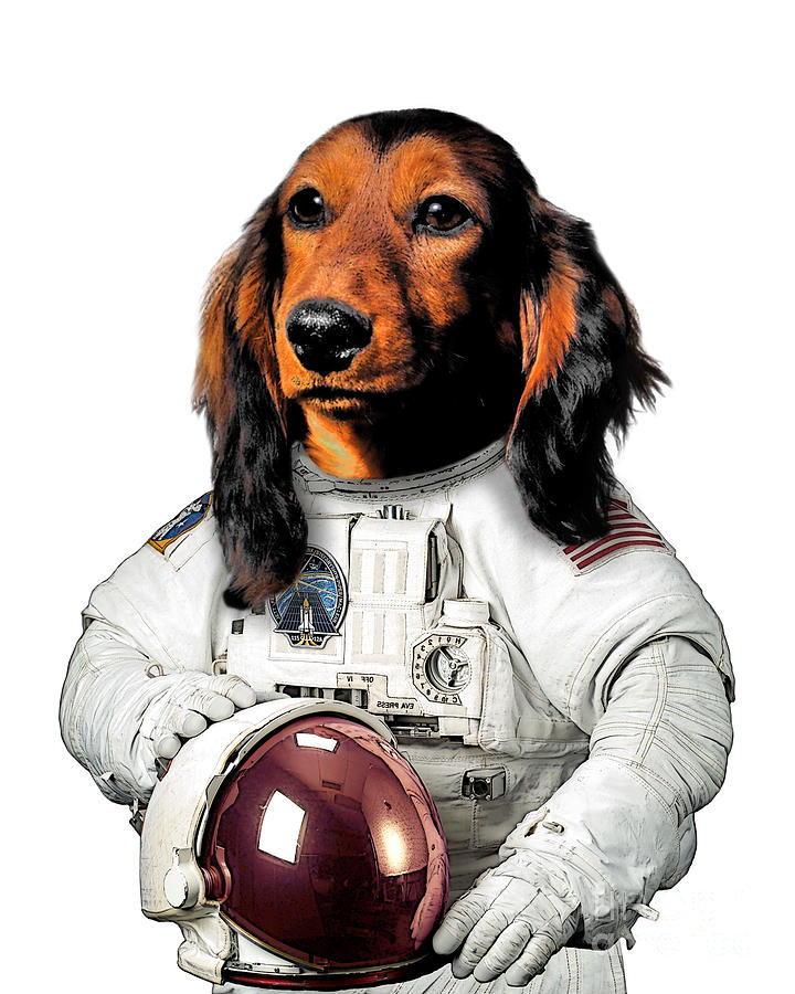 Astronaut Dachshund Dog Digital Art by Madame Memento