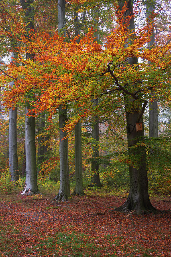 At Autumn Edge. Beech Trees 1 Photograph by Jenny Rainbow