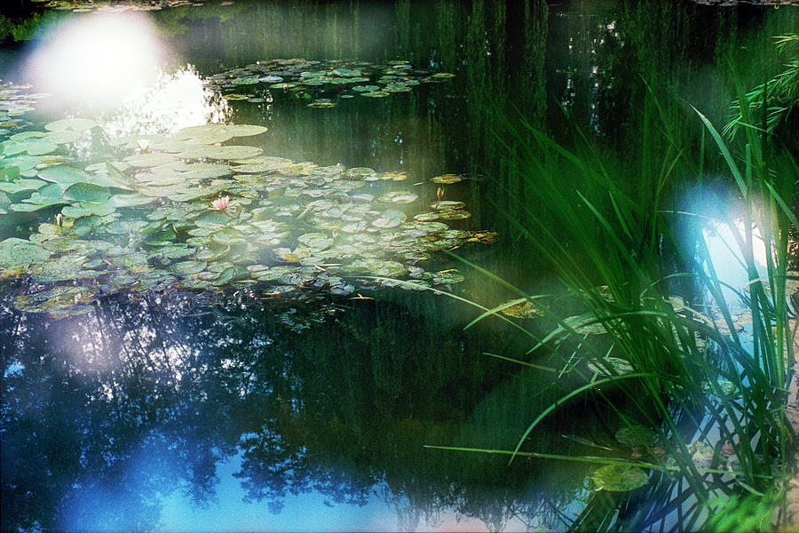 At Claude Monets Water Garden 3 Photograph by Dubi Roman