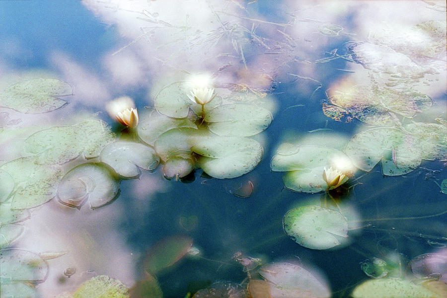 At Claude Monets Water Garden 4 Photograph by Dubi Roman
