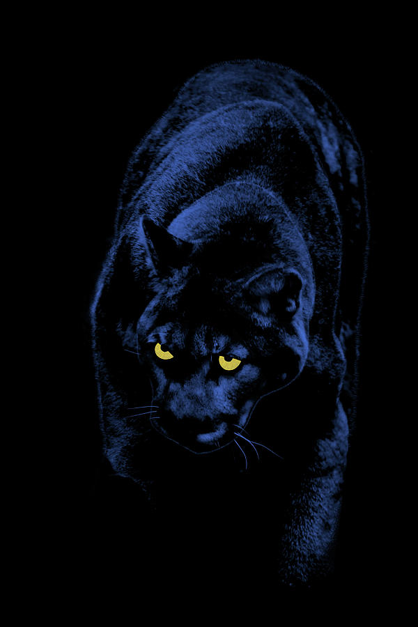 At Dark Night All Felines Are Black Digital Art