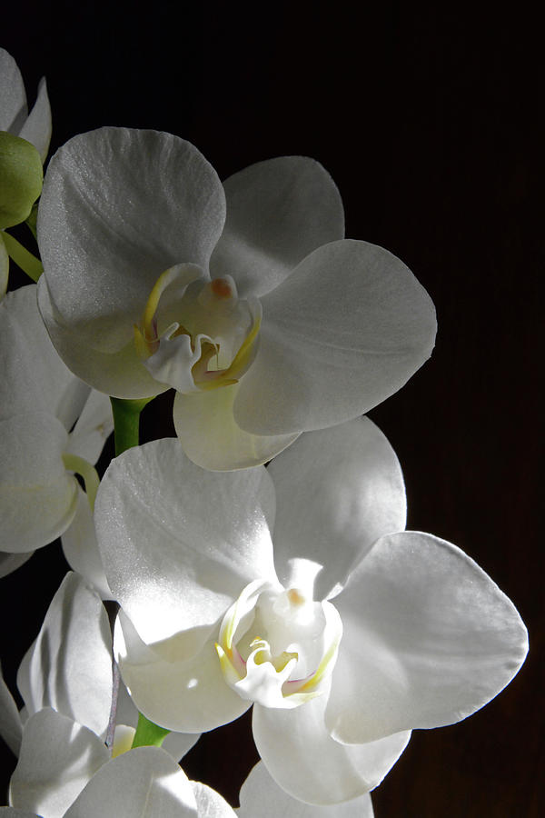 At First Light - White Orchids 2 Photograph by Whispering Peaks Photography