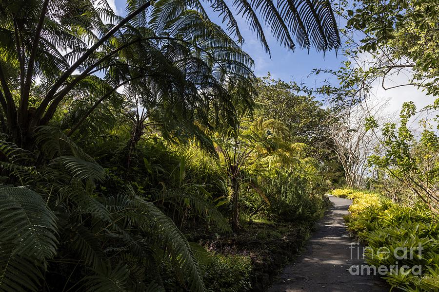 Path Photograph - At Kula Botanical Garden Maui by Eva Lechner