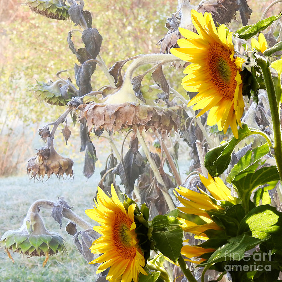 Sunflowers Photograph - At Last and Too Soon by Nicola Finch