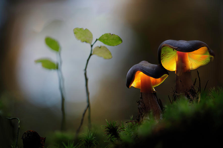 At night they glow autumn mushrooms Photograph by Dirk Ercken