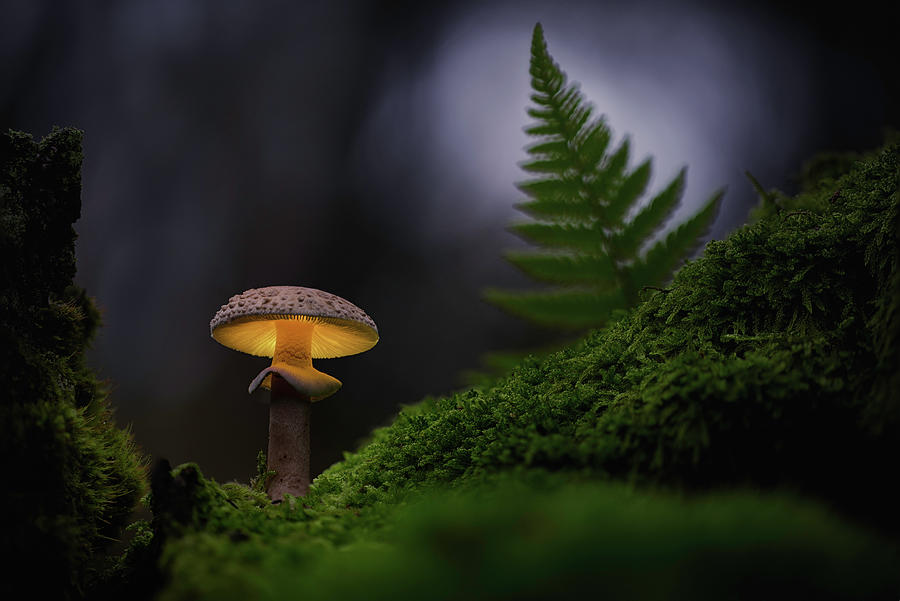 At night they glow - magical mushrooms Photograph by Dirk Ercken