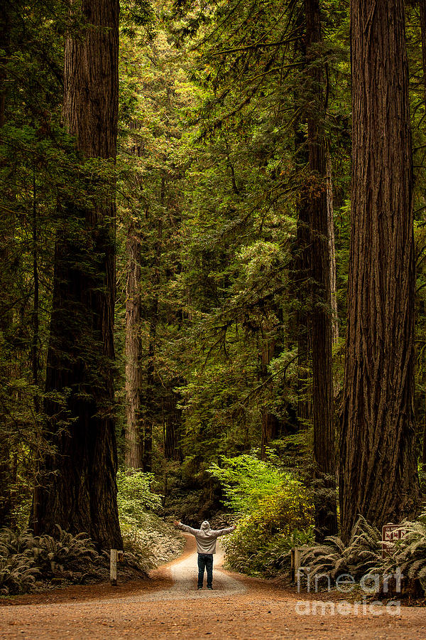 At One With Nature - Redwoods Photograph by Billy Bateman