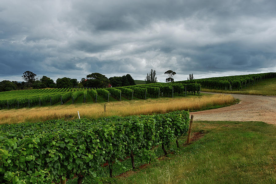 At Pipers Brook Vineyard II Photograph by Andrei SKY