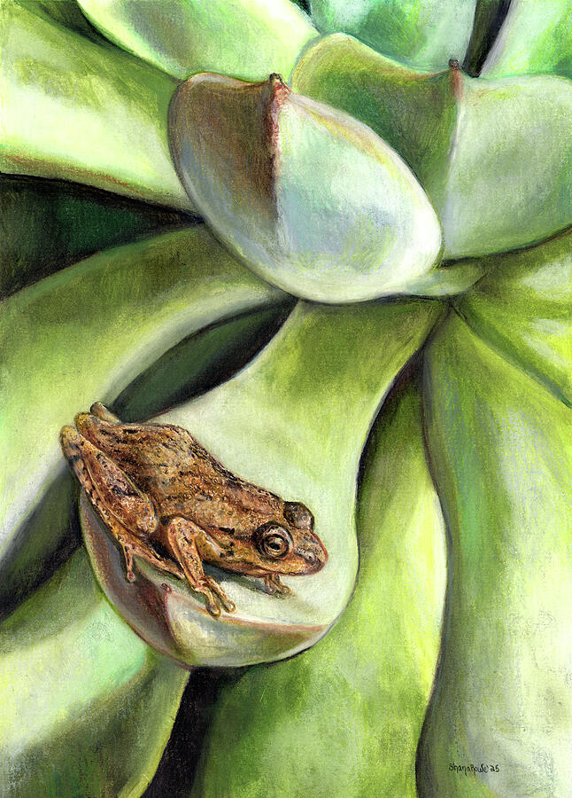 At Rest Drawing by Shana Rowe Jackson