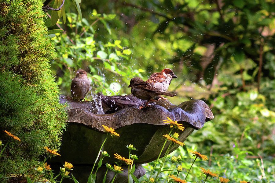 At the Birdbath Photograph by Paul Giglia
