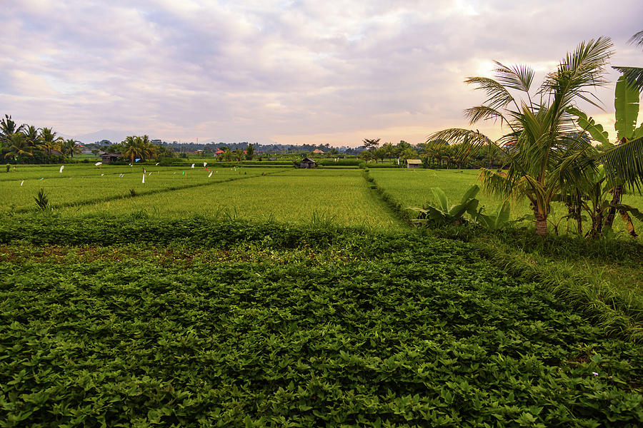 At the Crack of Dawn, Rice Fields, Bali Photograph by Aashish Vaidya