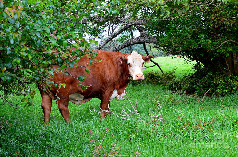 At The Edge Of The Pasture Photograph