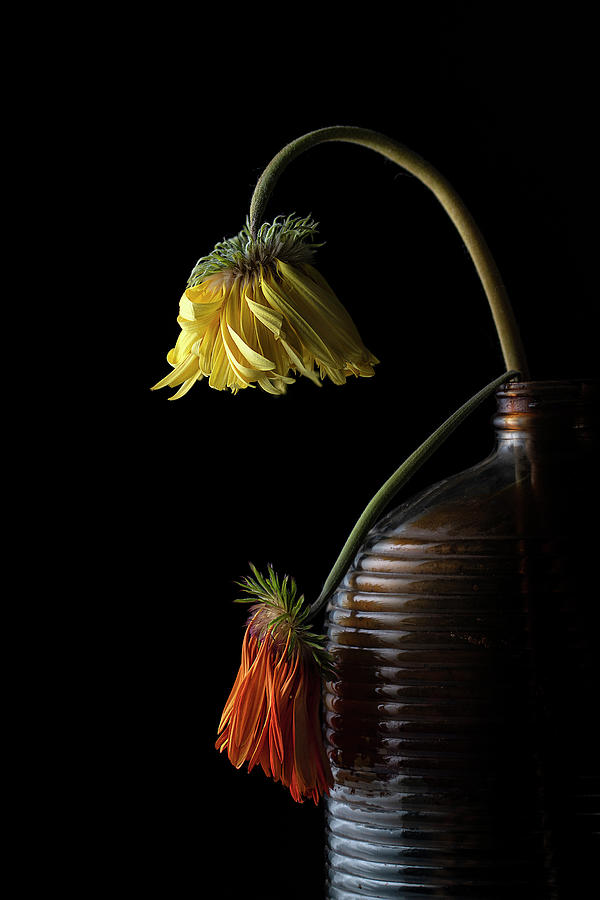 At The End Of Time And New Beginning Still Life Art Photo Photograph