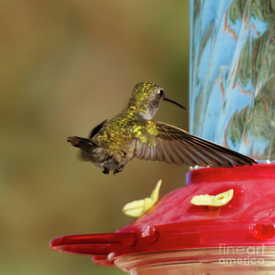 AT The Feeder Photograph by Robert Bales