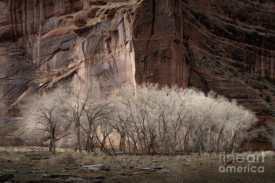 At The Junction - Canyon De Chelly Photograph by Sandra Bronstein