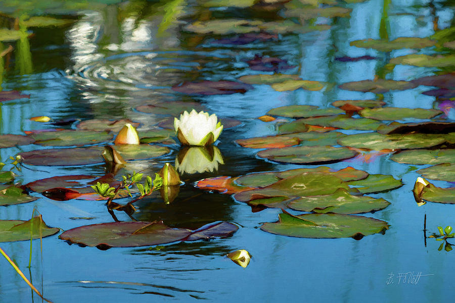 At The Lily Pond Photograph by Bonnie Follett