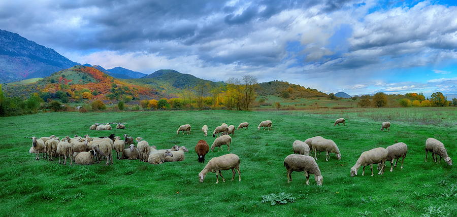 At the pastures of Prinos panorama 3 Photograph by Photo By Dimitrios Tilis