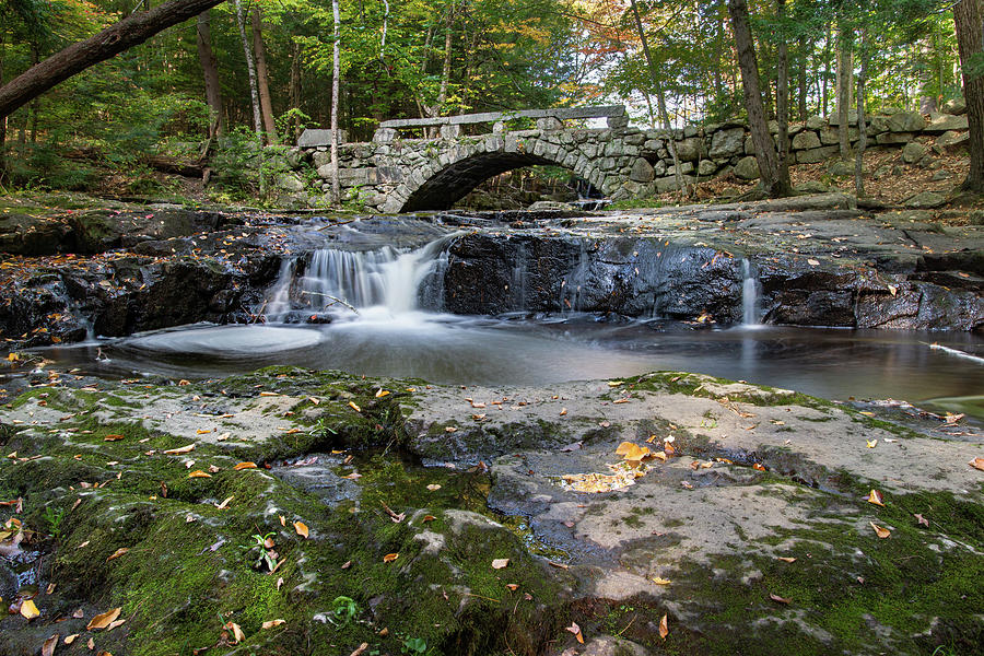 At the Vaughan Woods 12 Photograph by Dimitry Papkov - Fine Art America