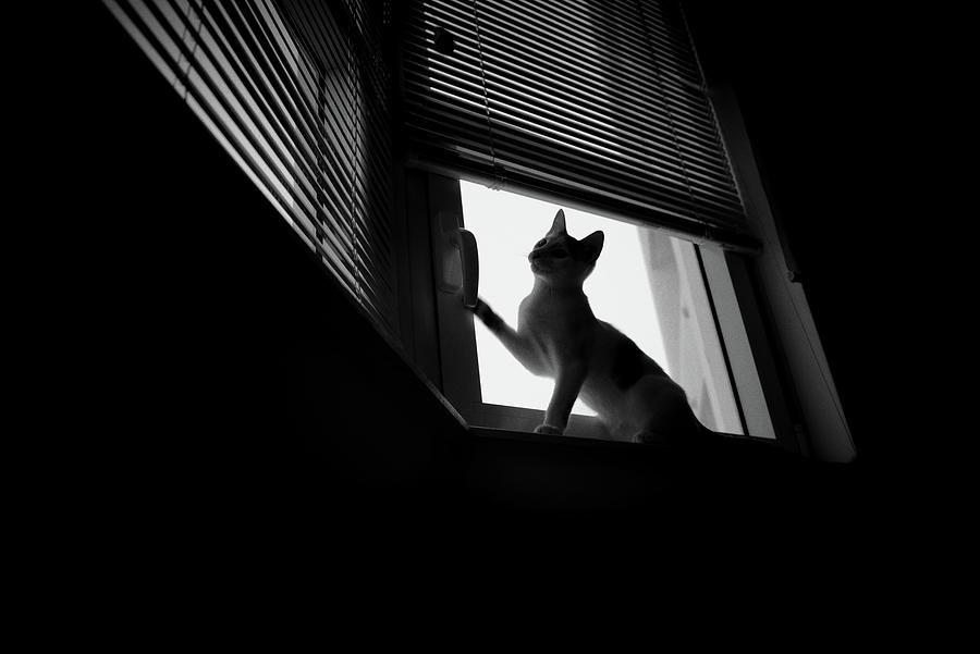 At The Window Photograph by Darkly Dreaming