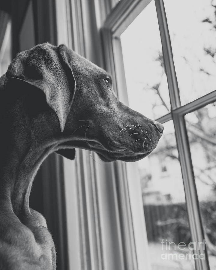 At the Window Photograph by Deborah Pendell - Fine Art America