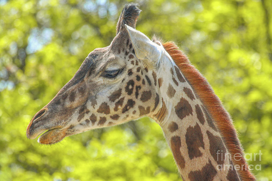 At The Zoo Giraffe Digital Art by Randy Steele