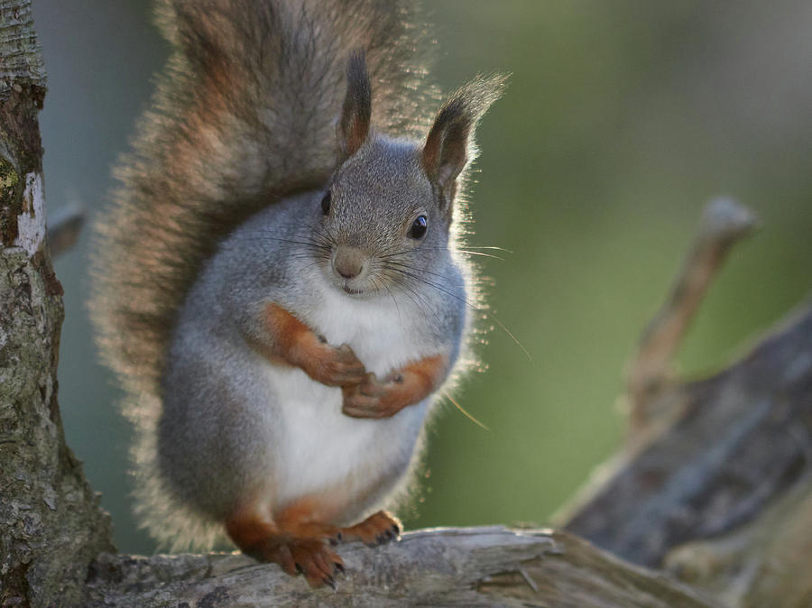 At Your  service sir. Eurasian red squirrel Photograph by Jouko Lehto
