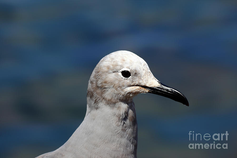 Atacama grey gull portrait Photograph by James Brunker