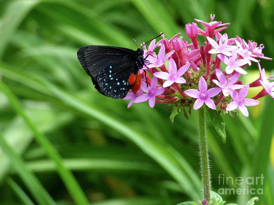 Atala Butterfly Feasting Photograph