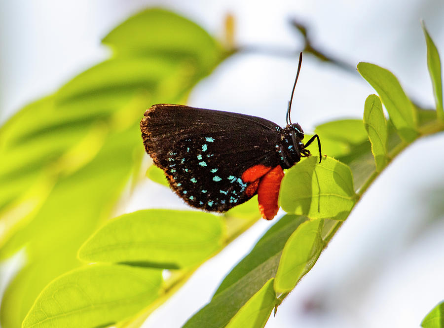 Butterfly Photograph - Atala Butterfly by Jean Haynes