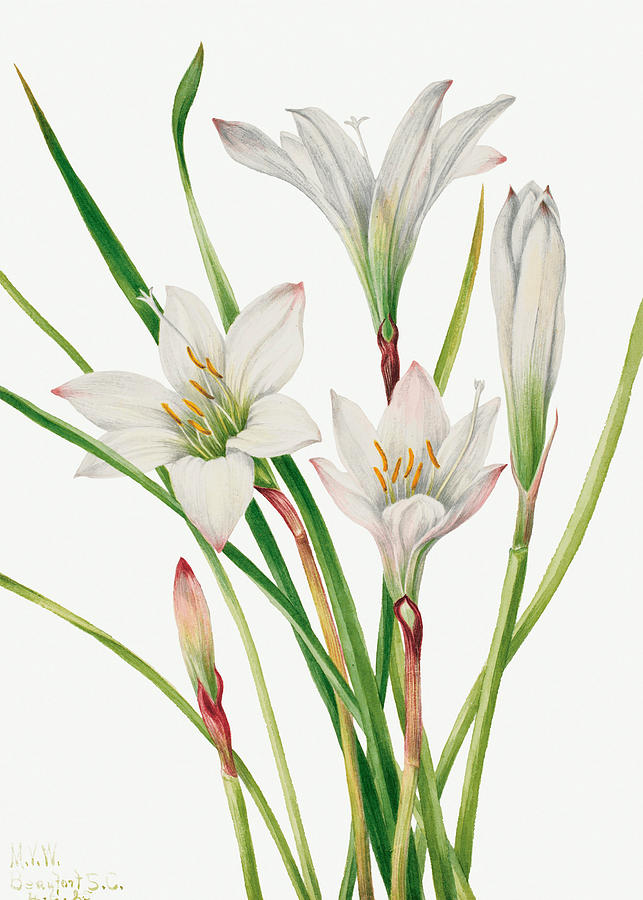 Atamasco Lily. By Mary Vaux Walcott Painting by World Art Collective
